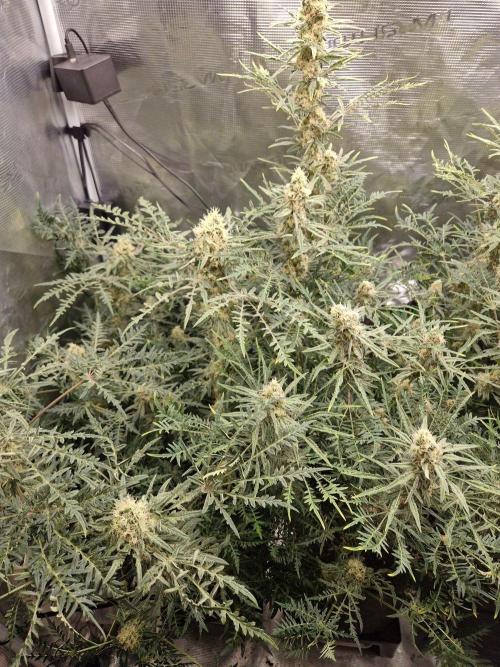 Mutanten. Week 12
