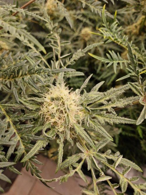 Mutanten. Week 12