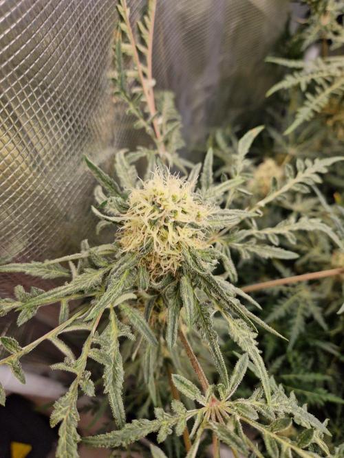 Mutanten. Week 12