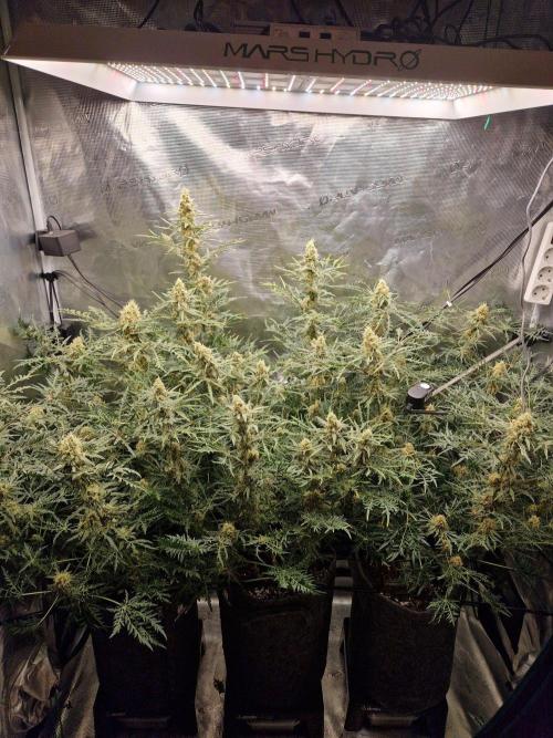 Mutanten. Week 12