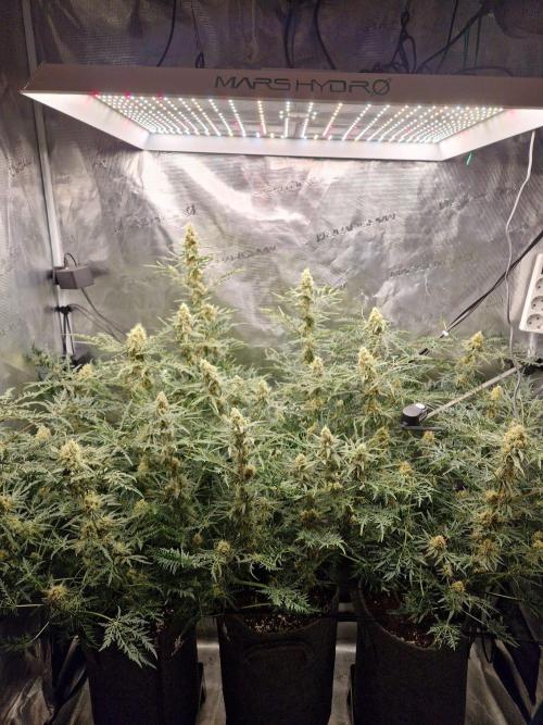 Mutanten. Week 12
