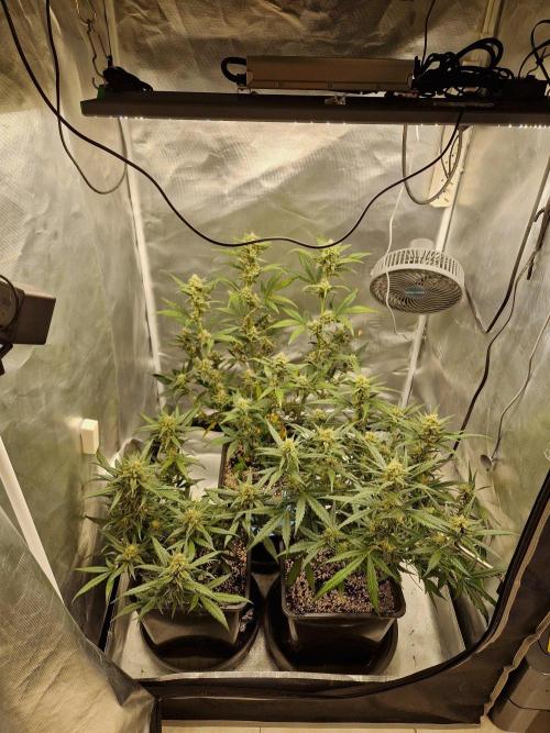 Poison. Week 8