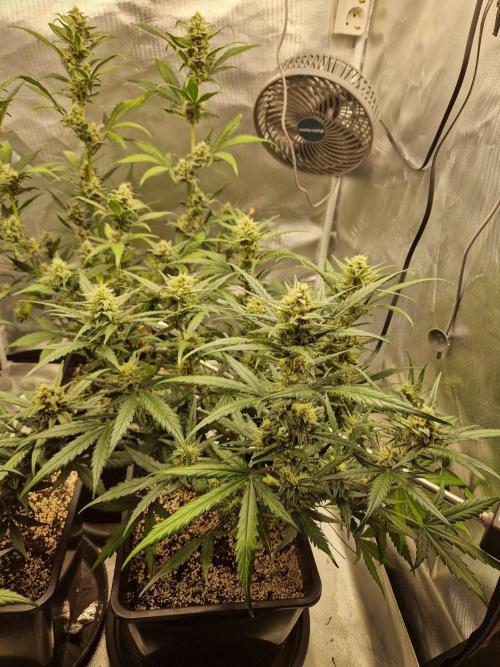 Poison. Week 8
