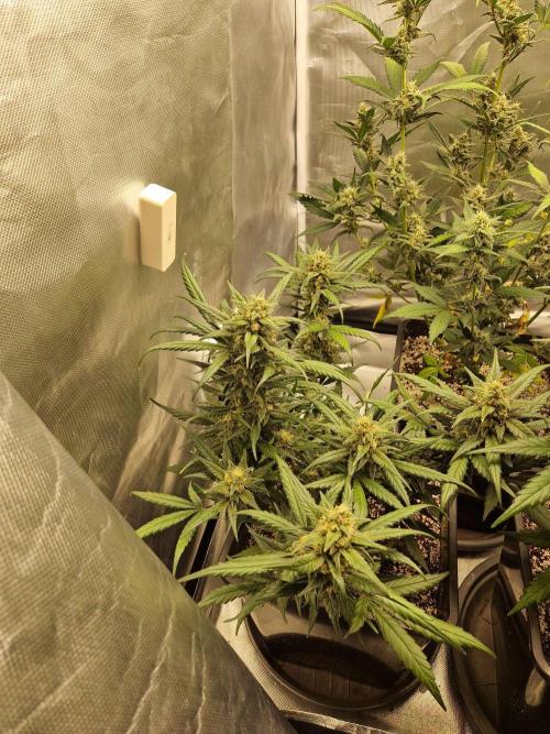 Poison. Week 8