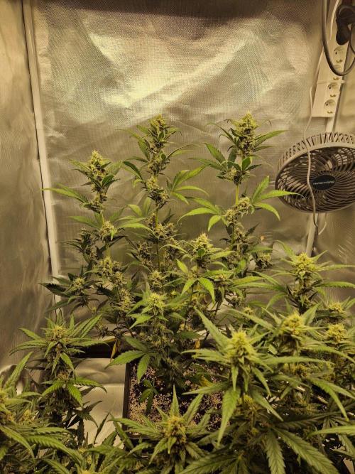 Poison. Week 8