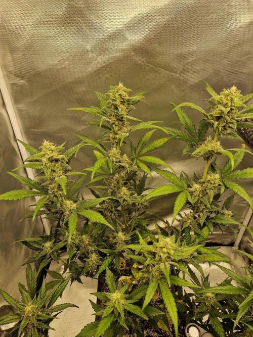Poison. Week 8
