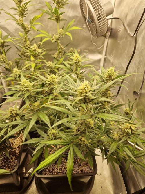 Poison. Week 8