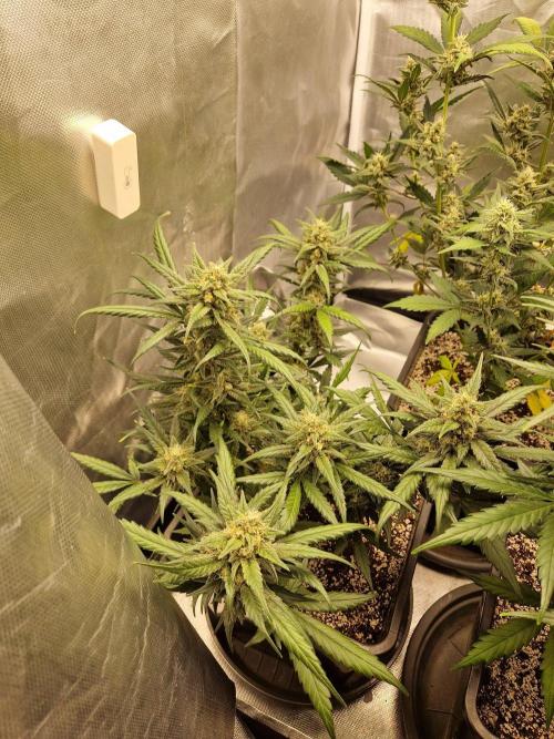 Poison. Week 8
