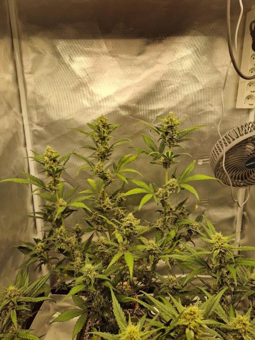 Green Poison XL Auto. Week 8