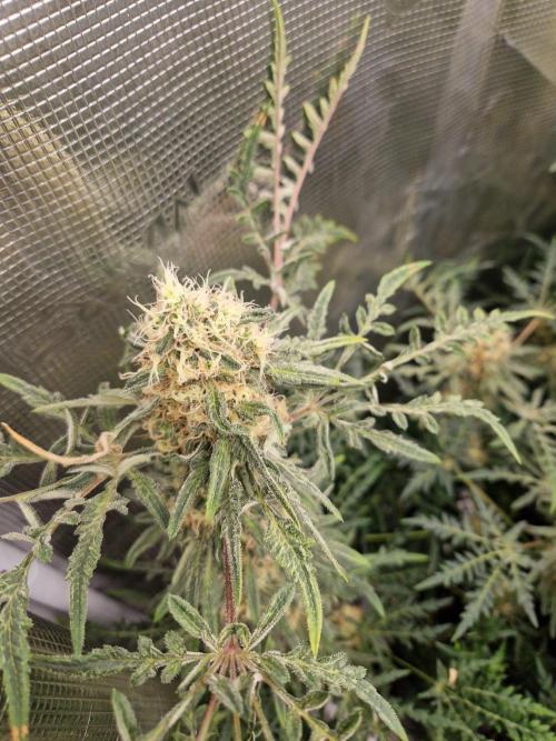 Mutanten. Week 13