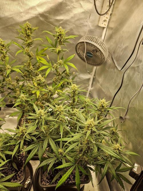 Poison. Week 9