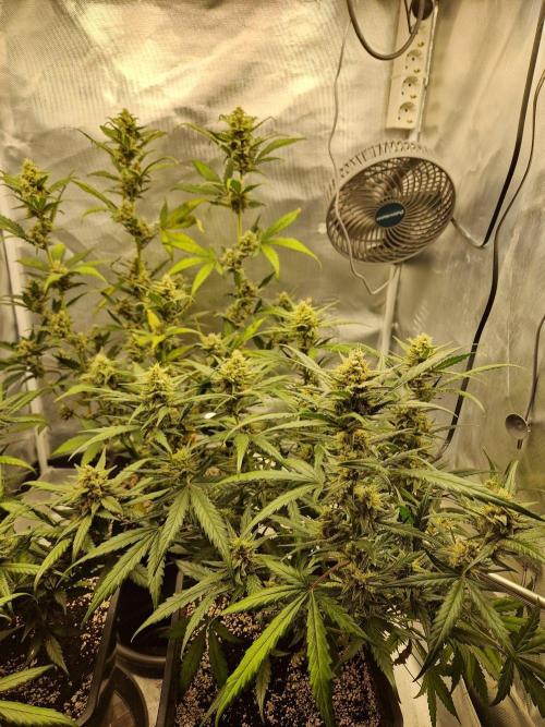 Poison. Week 9