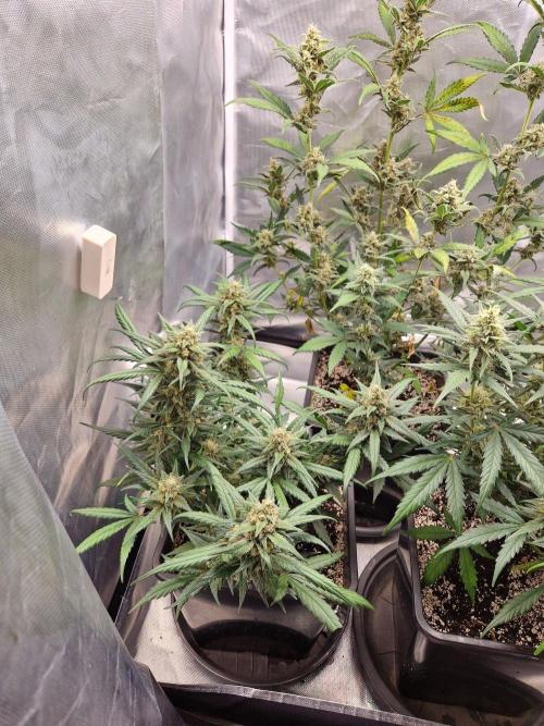 Poison. Week 9
