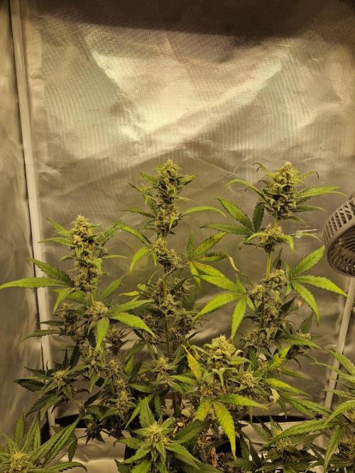 Poison. Week 9