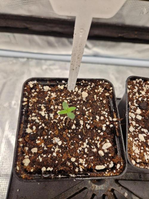 Dynamite Diesel. Week 1