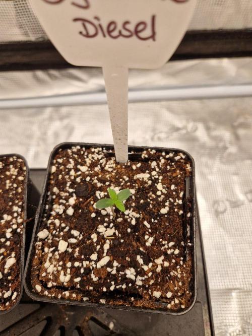 Dynamite Diesel. Week 1