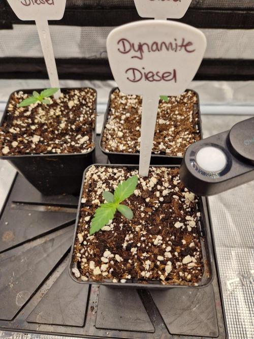 Dynamite Diesel. Week 1