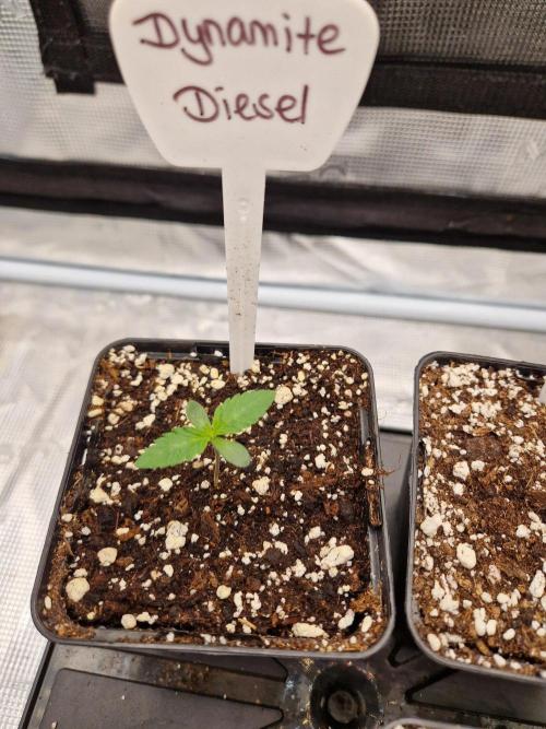 Dynamite Diesel. Week 1