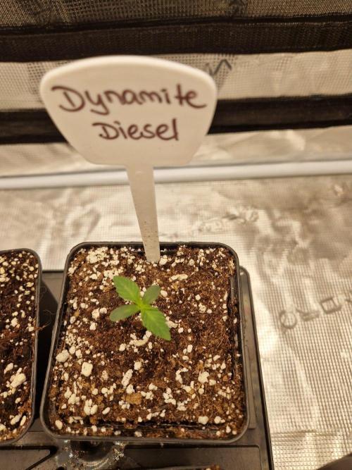 Dynamite Diesel. Week 1