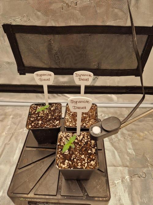 Dynamite Diesel. Week 1