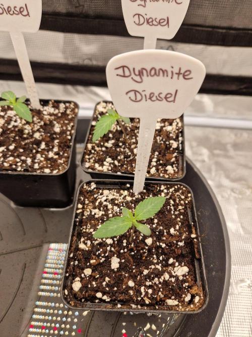 Dynamite Diesel. Week 1