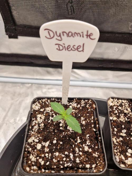Dynamite Diesel. Week 1