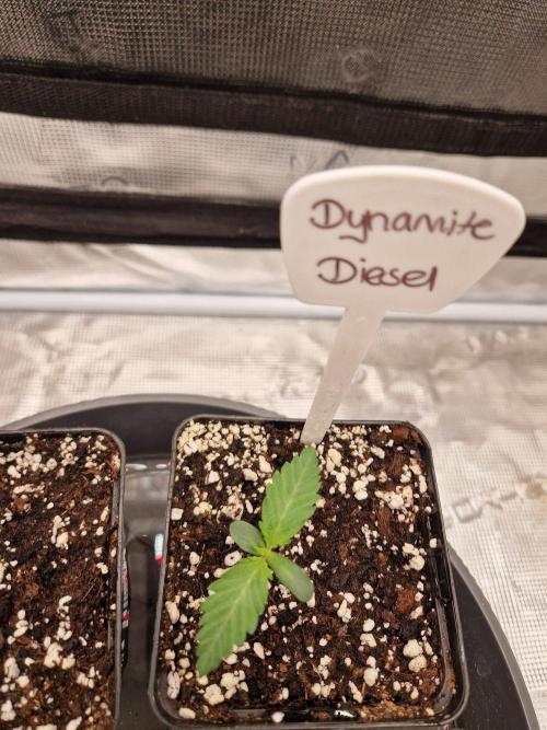 Dynamite Diesel. Week 1