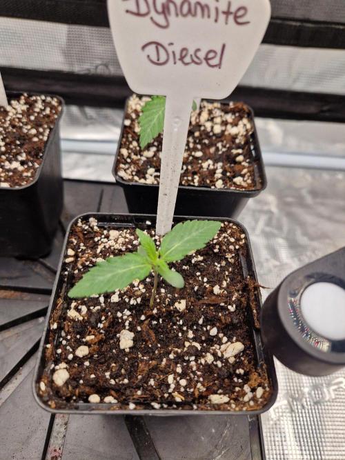 Dynamite Diesel. Week 1
