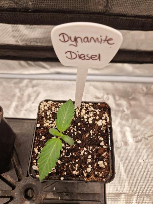 Dynamite Diesel. Week 1
