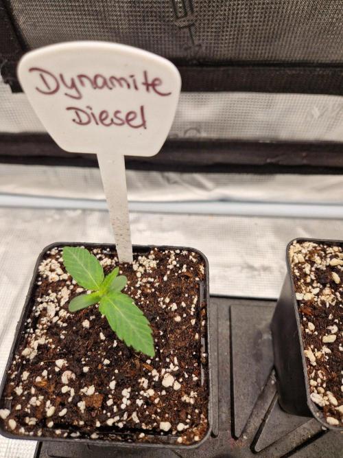 Dynamite Diesel. Week 1