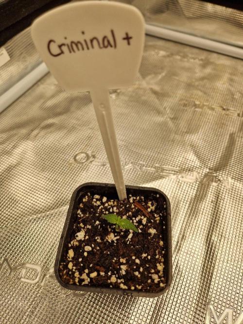 Criminal. Week 1