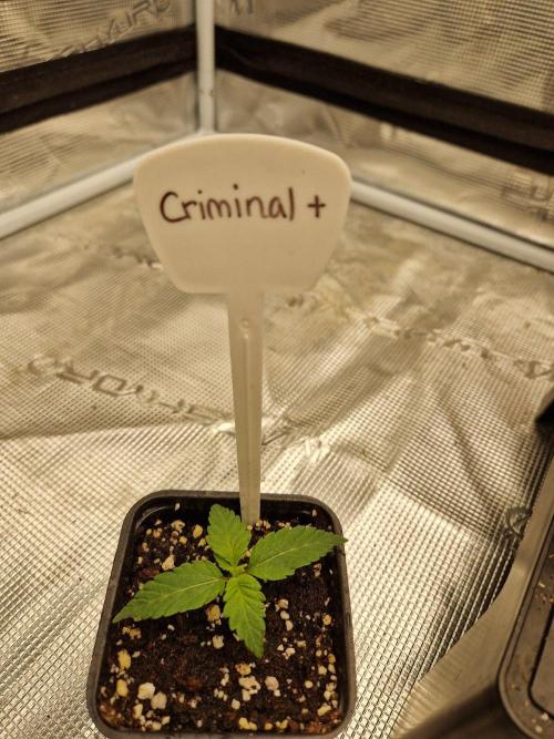 Criminal. Week 1