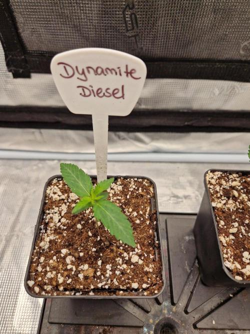 Dynamite Diesel. Week 2