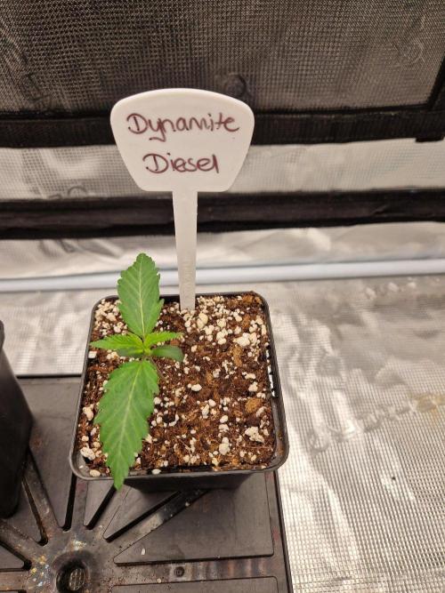 Dynamite Diesel. Week 2