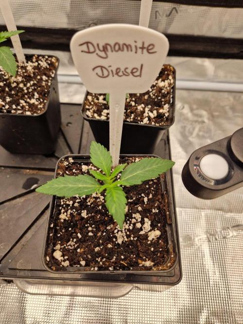 Dynamite Diesel. Week 2