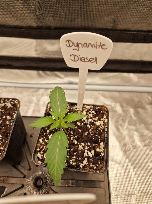 Dynamite Diesel. Week 2