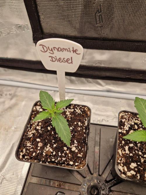Dynamite Diesel. Week 2