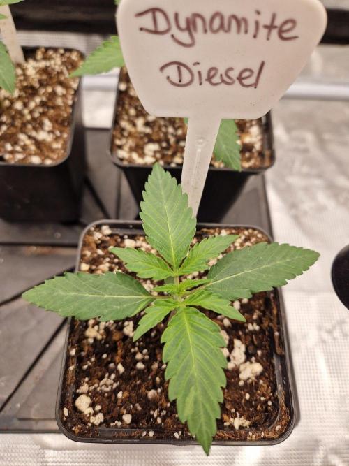 Dynamite Diesel. Week 2