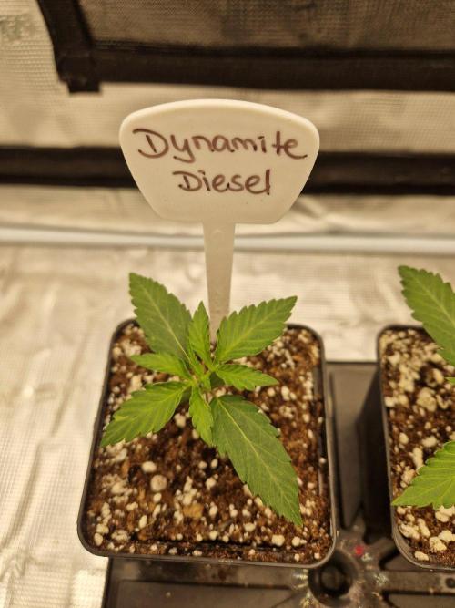 Dynamite Diesel. Week 2