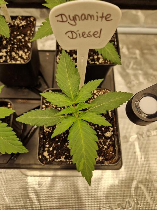Dynamite Diesel. Week 2