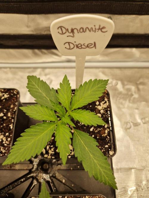 Dynamite Diesel. Week 2