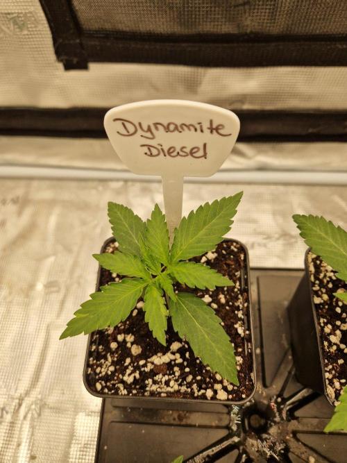 Dynamite Diesel. Week 2