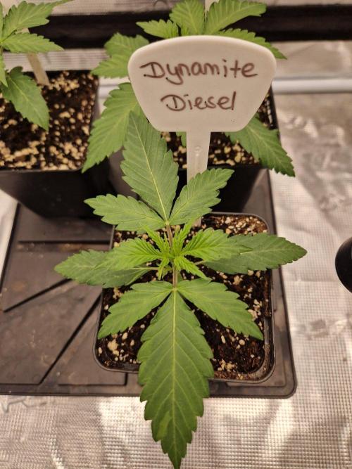 Dynamite Diesel. Week 2