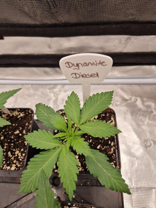 Dynamite Diesel. Week 2
