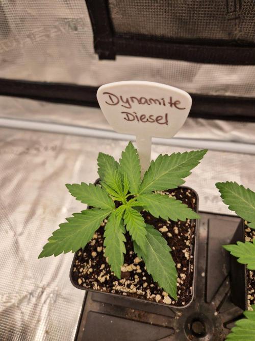 Dynamite Diesel. Week 2