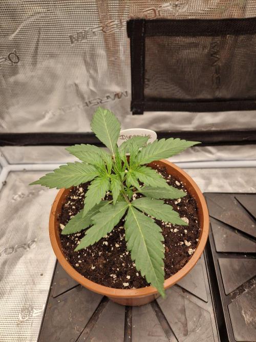 Dynamite Diesel. Week 2