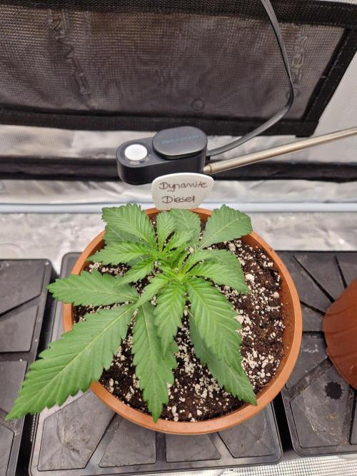 Dynamite Diesel. Week 2