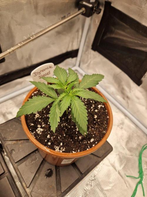 Dynamite Diesel. Week 2