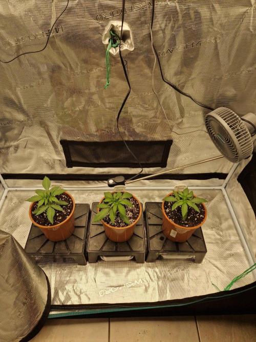 Dynamite Diesel. Week 2