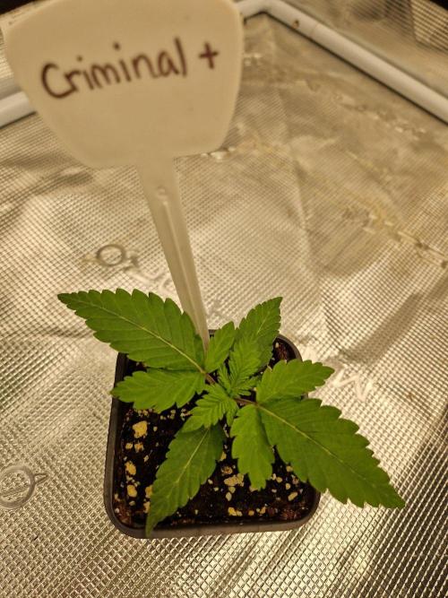 Criminal. Week 2